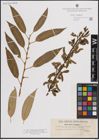 Foto von Salix fragilis L.